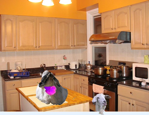 Goats Don't Belong In the Kitchen!